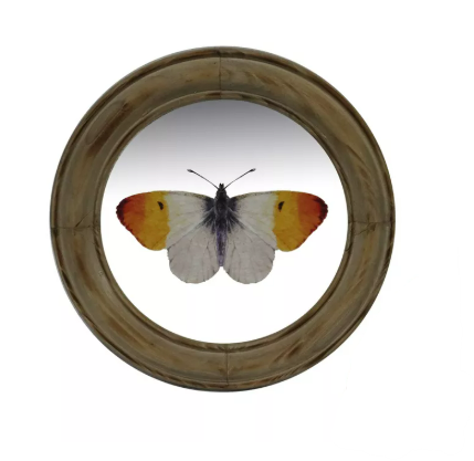 Round Butterfly Art Print Orange