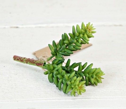 Mini Burrio&#39;s Tail Succulent Bunch