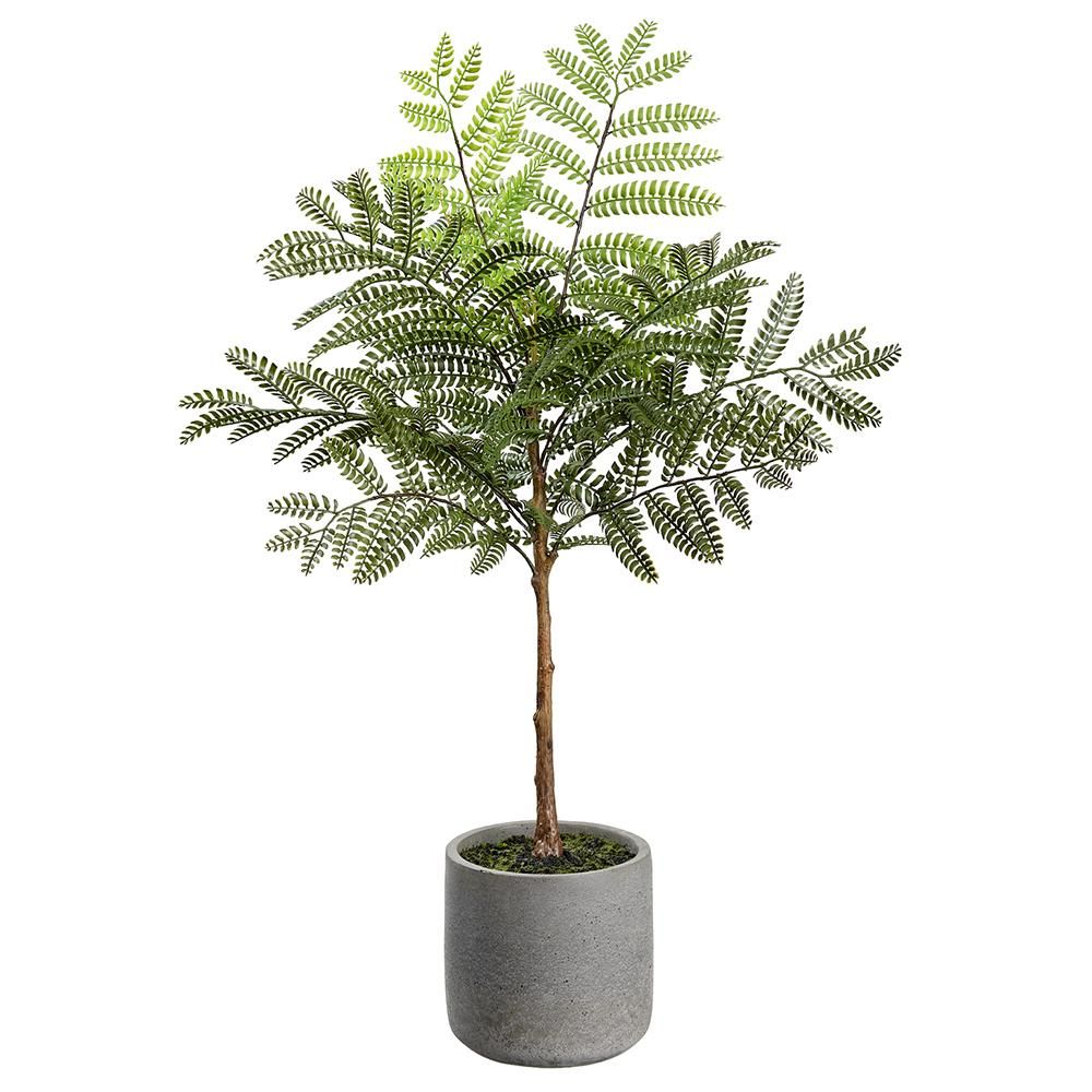 24&quot; Jacaranda Fern in pot