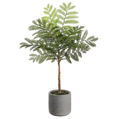 24&quot; Jacaranda Fern in pot