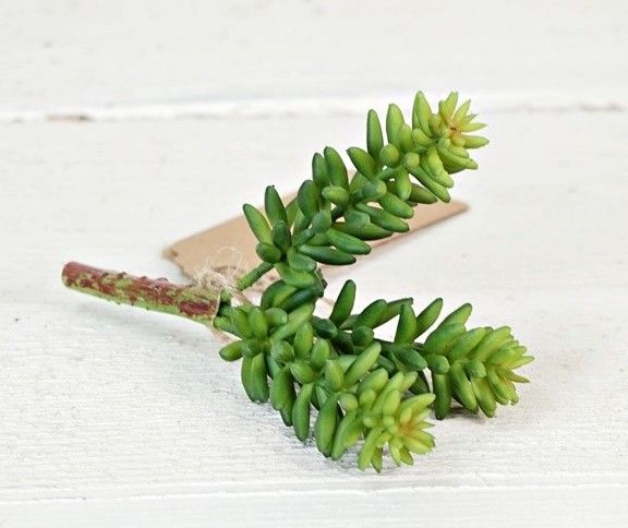 Mini Burrio&#39;s Tail Succulent Bunch