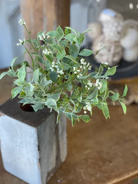 Happy Harmony Bush Cream 11&quot;