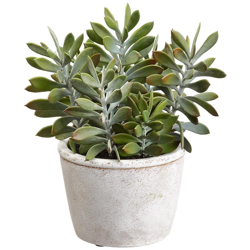 10&quot; Crassula in Cement Pot
