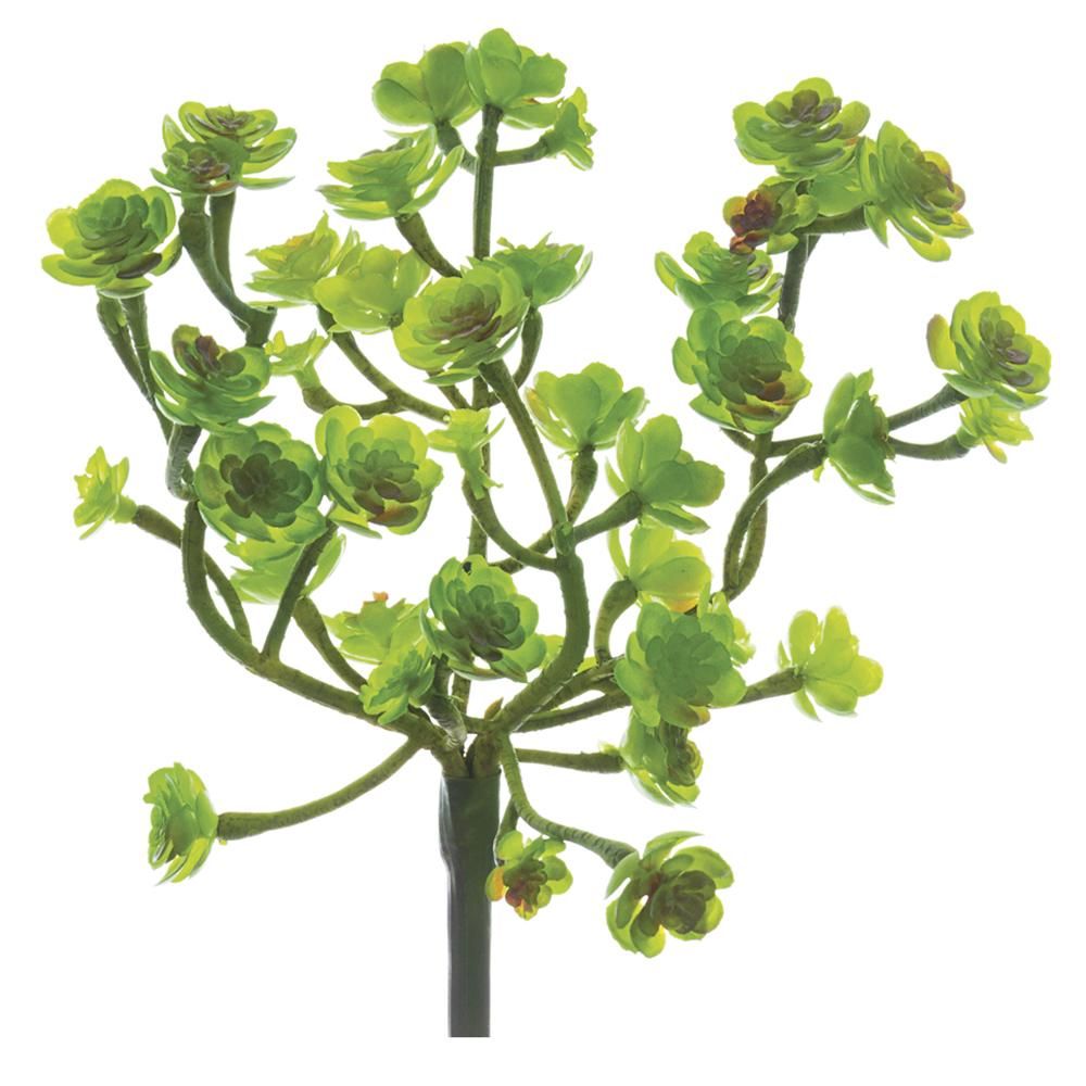 Green Soft Sedum 9&#39;&#39;