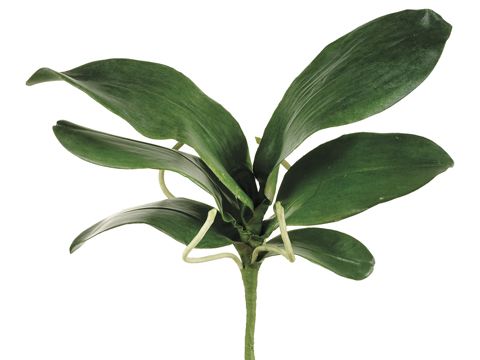 Phalaenopsis Leaf 15&#39;&#39;