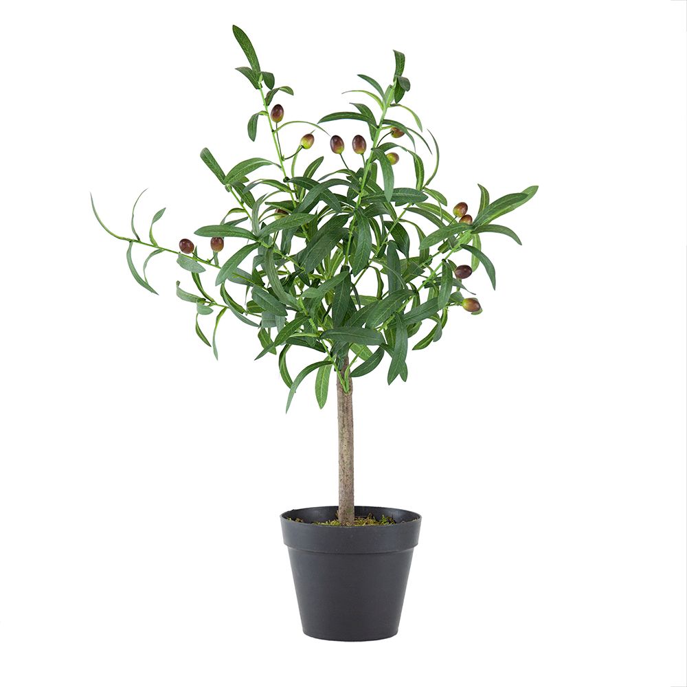 Olive Tree Planted
