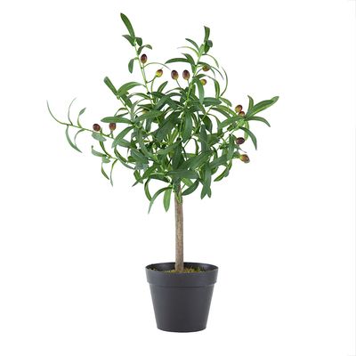 Olive Tree Planted