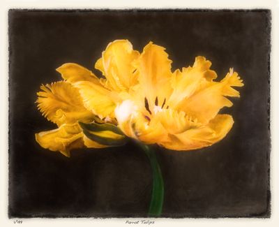 Parrot Tulips  Large