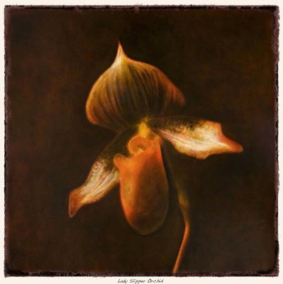 Lady Slipper Orchid (small) Sale Price
