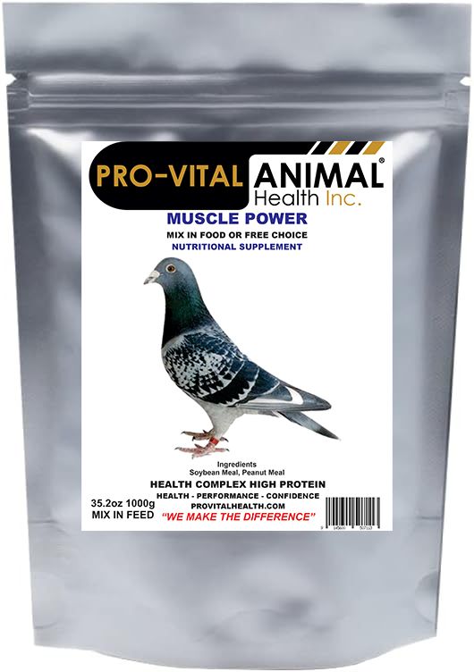Pigeon Muscle Power