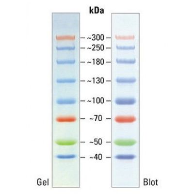 SuperHigh Range Pre-stained Protein Ladder (40-300kDa), 2x250ul