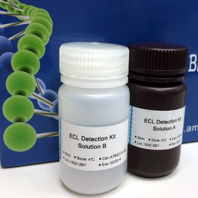 Maxi ECL Western Chemiluminescent Substrate, Various sizes, (ATB2213-XXX)
