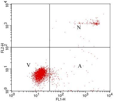 eGFP Annexin V and PI Apoptosis Kit,eGFP Annexin V (475/509), PI (535/617), 100 assays