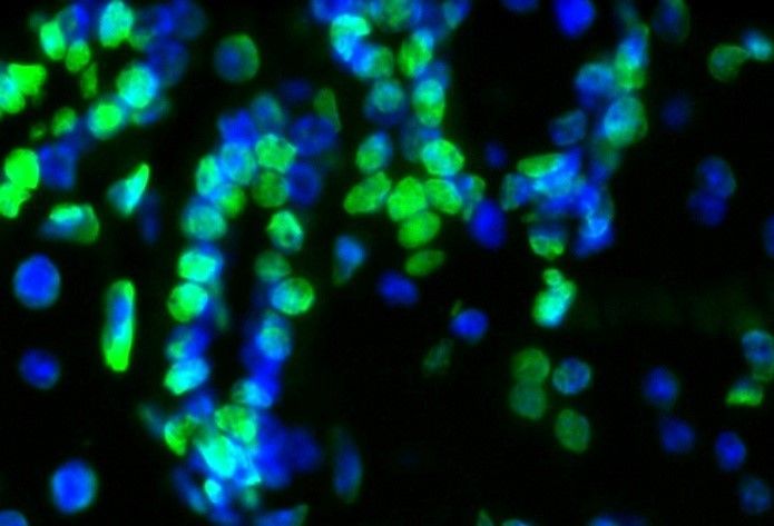 TUNEL Andy Fluor™ 594 Apoptosis Detection Kit, 590/615nm, 50 assays