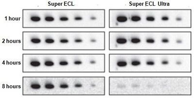 Anti-HA Epitope Tag Mouse Monoclonal Antibody (DBOA10003), 100 ug