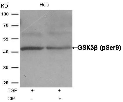Anti-c-myc Epitope Tag Mouse Monoclonal Antibody (DBOA10004), 100 ug