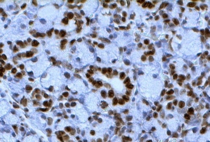 Anti-FLAG Epitope Tag Mouse Monoclonal Antibody (DBOA10007)