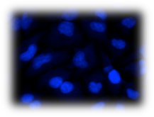 DRAQ5™ Fluorescent Probe, 647/680nm, 200 μL