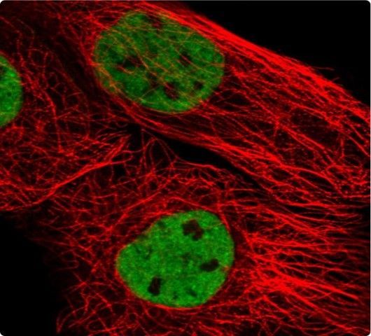 Cy7 Goat Anti-Rabbit IgG (H+L) Antibody, 750/770nm, 100μg