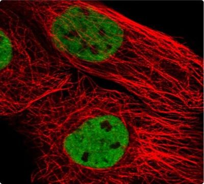Biotin Goat Anti-Mouse IgG (H+L) Antibody, 500 μg