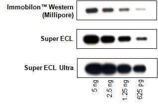 Super ECL Ultra Western Blotting Detection Kit, 100ml