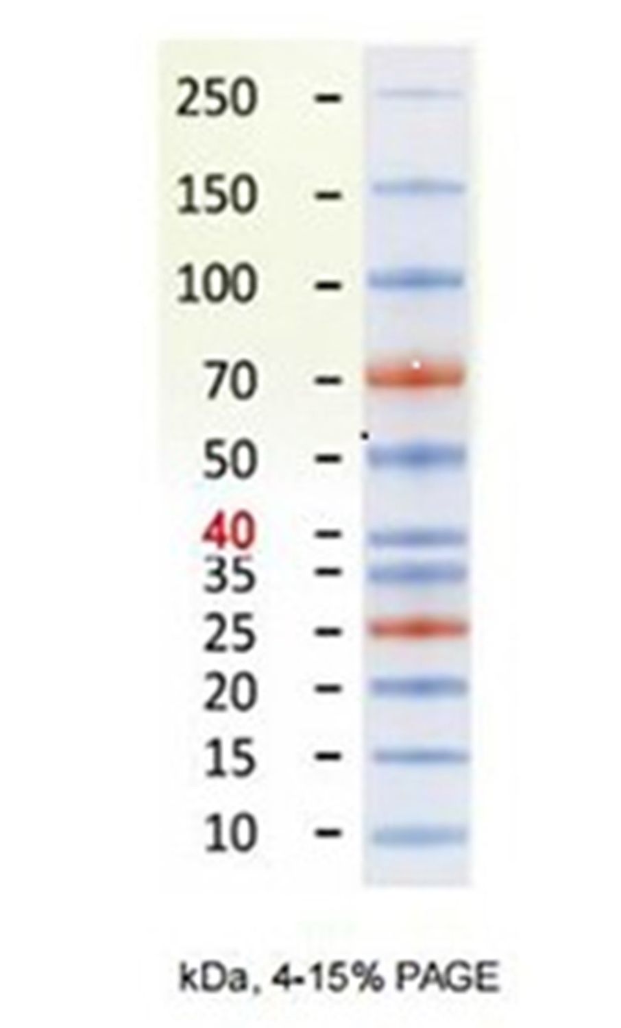 Pre-stained Plus Protein Ladder (10-250kDa), 250ul (MEIP80201) PM80201
