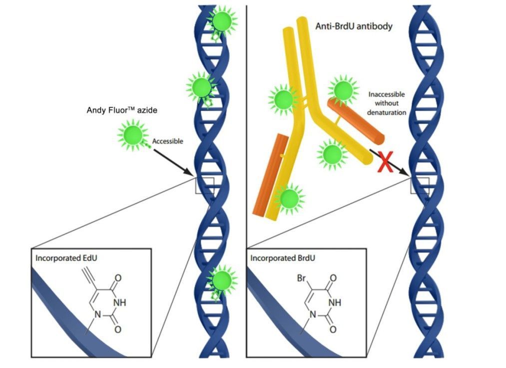 iClick™ EdU Andy Fluor™ 594 Imaging Kit, 590/615nm, 50 assays