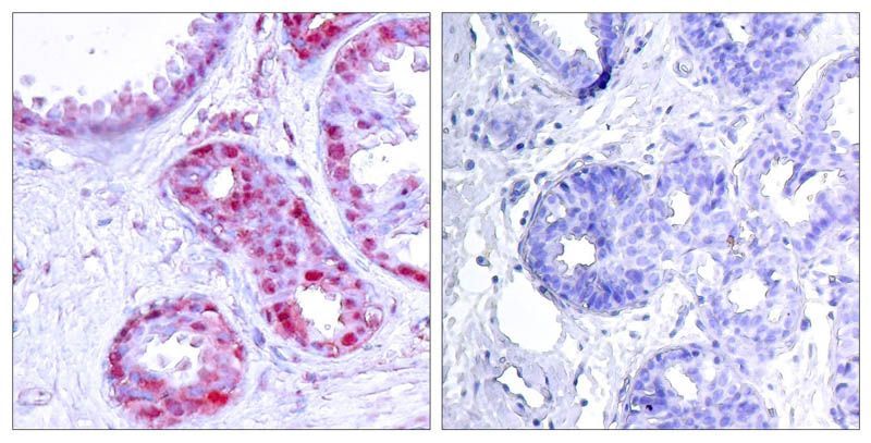 c-Jun (Phospho-Ser243) Rabbit Polyclonal Antibody, 100 ug