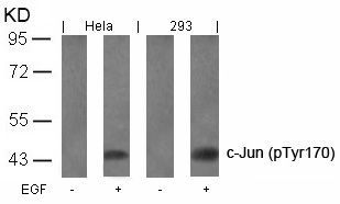 c-Jun (Phospho-Tyr170) Rabbit Polyclonal Antibody, 100 ug
