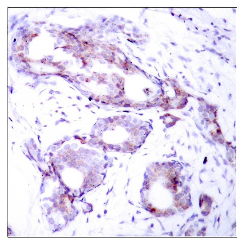 Myc (Phospho-Ser373) Rabbit Polyclonal Antibody, 100 ug