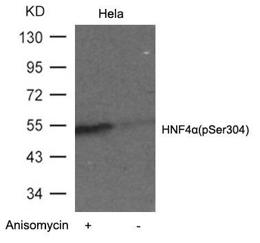 HNF4α (Phospho-Ser304) Rabbit Polyclonal Antibody, 100 ug