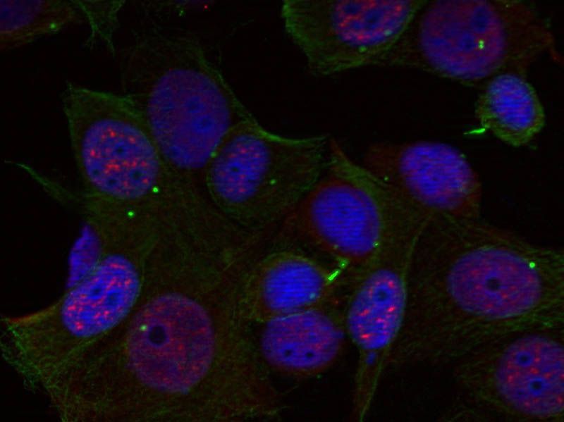 Rel (Phospho-Ser503) Rabbit Polyclonal Antibody, 100 ug