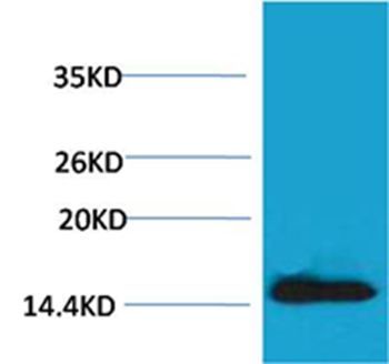 Histone H2A.X(Phospho-Tyr142) Rabbit Polyclonal Rabbit Polyclonal Antibody, 100 ug