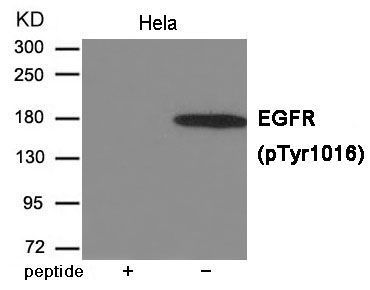 EGFR (Phospho-Tyr1016) Rabbit Polyclonal Antibody, 100 ug