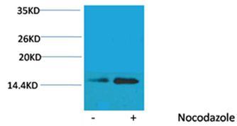 Histone H2B(Phospho-Ser32) Rabbit Polyclonal Rabbit Polyclonal Antibody, 100 ug