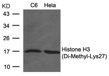 Histone H3 (Di-Methyl-Lys27) Rabbit Polyclonal Antibody, 100 ug