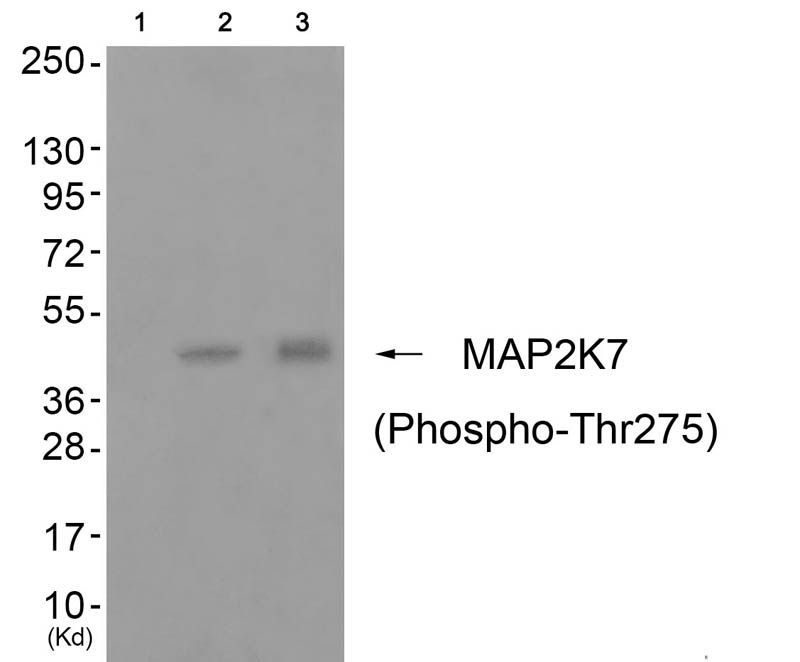 MAP2K7 (Phospho-Thr275) Rabbit Polyclonal Antibody, 100 ug