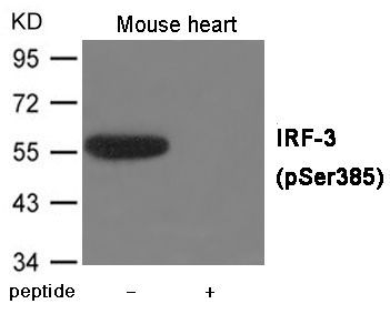 IRF-3 (Phospho-Ser385) Rabbit Polyclonal Antibody, 100 ug