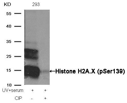 Histone H2A.X (Phospho-Ser139) Rabbit Polyclonal Antibody, 100 ug