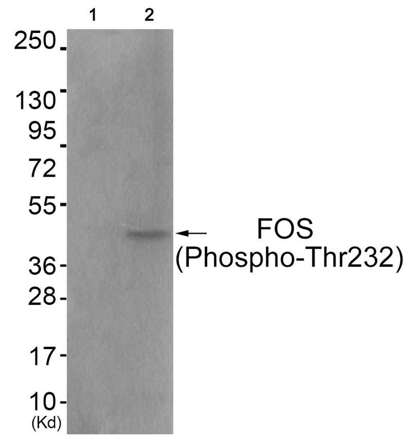 FOS (Phospho-Thr232) Rabbit Polyclonal Antibody, 100 ug