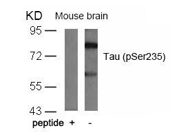 Tau (Phospho-Ser235) Rabbit Polyclonal Antibody, 100 ug