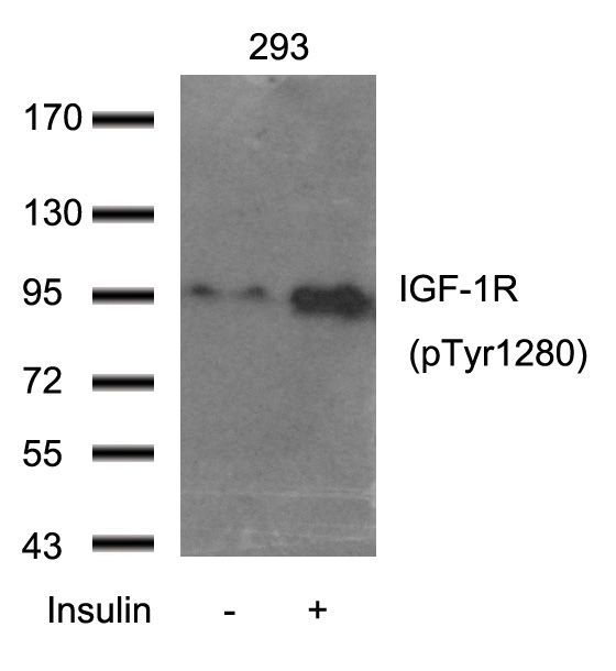 IGF-1R (Phospho-Tyr1280) Rabbit Polyclonal Antibody, 100 ug