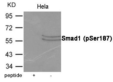 Smad1 (Phospho-Ser187) Rabbit Polyclonal Antibody, 100 ug