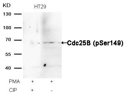 Cdc25B (Phospho-Ser149) Rabbit Polyclonal Antibody, 100 ug