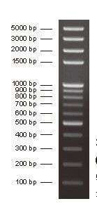 100bp Plus DNA Ladder 14 bands pre-mixed with loading buffer: 100, 200, 300, 400, 500, 600, 700, 800, 900, 1,000, 1,500, 2,000, 3,000 and 5,000bp. 5x250ul, MEIP90202