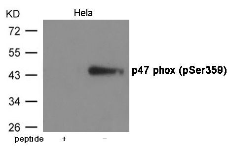p47 phox (Phospho-Ser359) Rabbit Polyclonal Antibody, 100 ug