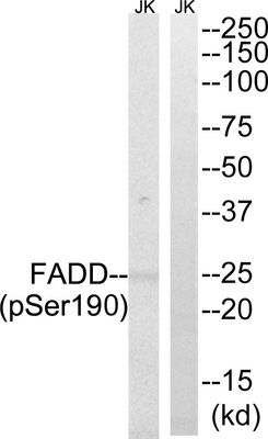 FADD (Phospho-Ser190) Rabbit Polyclonal Antibody, 100 ug FADD (Phospho-Ser190) Rabbit Polyclonal Antibody, 100 ug