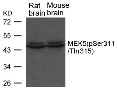 MEK5(phospho-Ser311/ Thr315) Rabbit Polyclonal Antibody, 100 ug