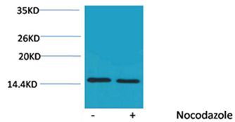 Histone H4(Phospho-Thr80) Rabbit Polyclonal Rabbit Polyclonal Antibody, 100 ug