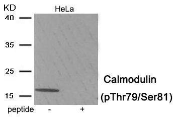 Calmodulin (Phospho-Thr79/Ser81) Rabbit Polyclonal Antibody, 100 ug
